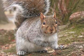 Naklejka na ściany i meble A squirrel that is getting very close to the camera, and is lookng ery curious, taken in Boston Common.