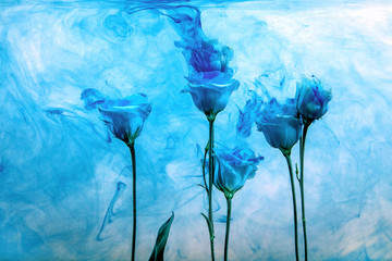 flower water blue background white inside under paints acrylic rose smoke streaks