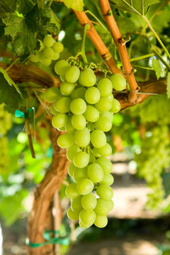 green table grapes