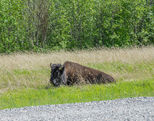 Bison in Grass