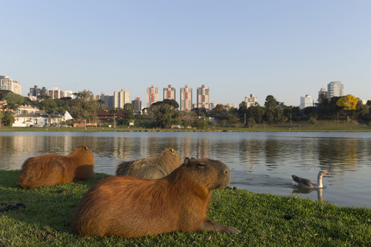 Barigui Park in Curitiba.