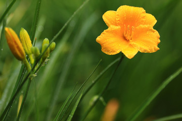 Daylily,close-up on a green background