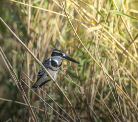 Pied kingfisher, South Africa