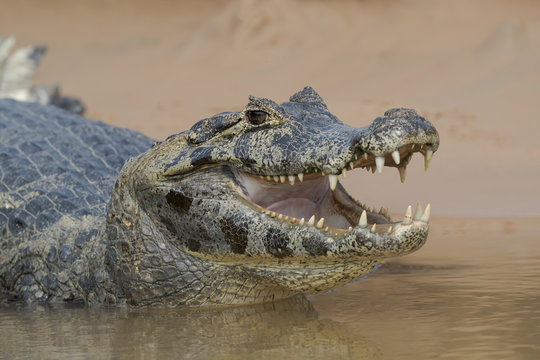 Brazil, The Pantanal. Portrait of an open-mouthed black caiman on the river bank.