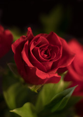 Red Rosebud Closeup