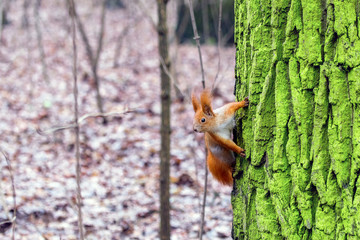 Little cute  squirrel  in a forest.