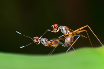 Long-legged flies love The Micropezidae, Stilt Legged Flies mating on a green leaf in the nature at asia Thailand.