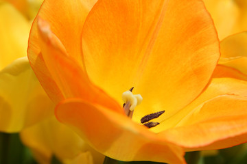 Peach Tulip III