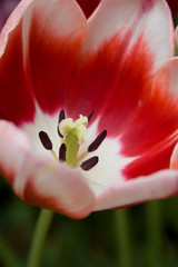 Red & White Tulip Center