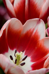 Red & White Tulip Petals II