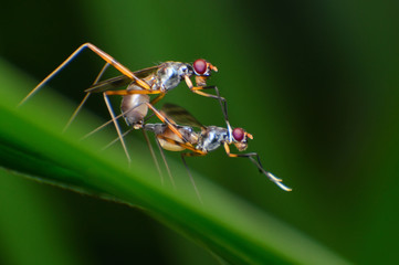 Long-legged flies love The Micropezidae, Stilt Legged Flies mating on a green leaf in the nature at asia Thailand.