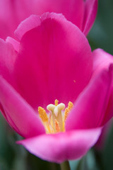 Fototapeta na wymiar Pink Tulip II