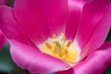 Pink Satin Tulip