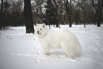 beautiful samoyed in a snow-covered park in the background of a black winter trees. the most beautiful animals. White fluffy dog