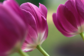 Fototapeta na wymiar Violet Tulips