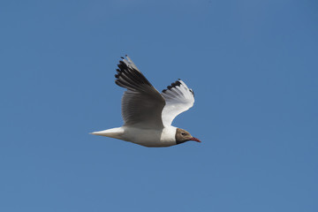 Brown hooded gull, Patagonia