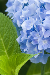 Hydrangea