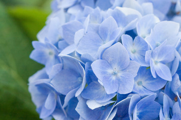 Hydrangea