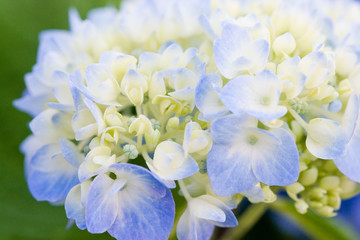 Hydrangea