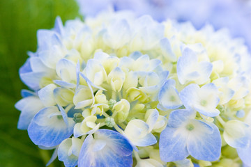 Hydrangea