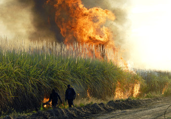 Fototapeta premium Feu dans une plantation de canne à sucre, sénégal, Afrique