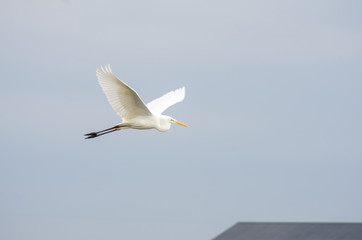 飛翔するシラサギ