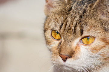macro head of a small cat