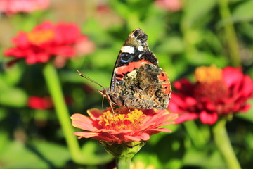 Macro of butterfly Vanessa atalanta collecting nectar on the zinnia