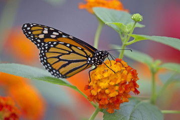 Obraz premium Beautiful monarch butterfly on vibrant flowers