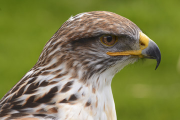 Headshot of a Saker Falcon (Falco Cherrug)
