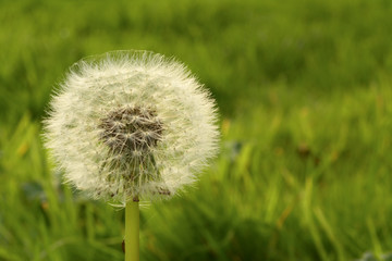 A dandelion (Taraxacum) seed head against a background of green grass