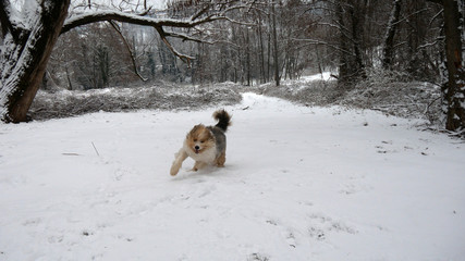 Cane felice corre sulla neve
