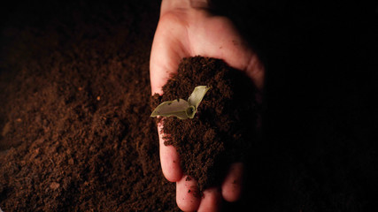 A new life, a man holds in his hand a sprout with leaves in the ground, wet with drops, black background.