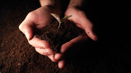 A new life, a man holds in his hand a sprout with leaves in the ground, wet with drops, black background.