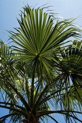 Obraz na płótnie Canvas Palm Tree Leaves against a blue sky