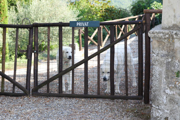 zwei Kuvasz bewachen ein Privatgelände