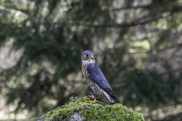 American kestrel
