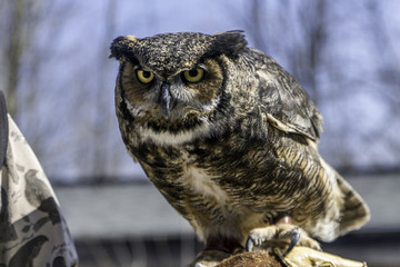 Great horned owl