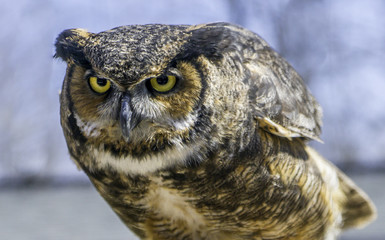 Great horned owl