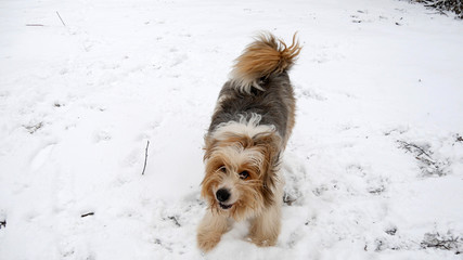 Cane felice che vuole giocare