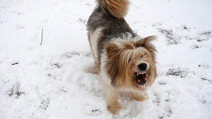 Cane da difesa mostra i denti