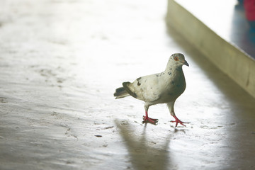 dot white strip fur pigeon walking on concrete floor