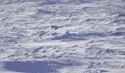 white mountain hare  sitting on snow during the winter 