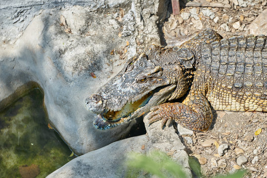 head and half body of alligator or crocodile lie down on sand floor near pond in suuny day or sunlight ,open mouth a bit