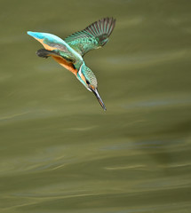 ダイビングするカワセミ
