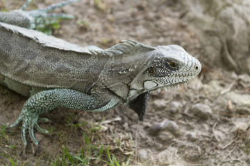 Iguana in Canaima National Park.