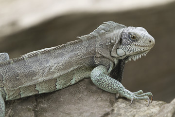 Iguana in Canaima National Park.