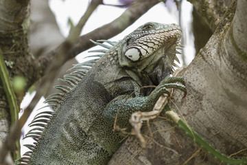 Iguana in Canaima National Park.