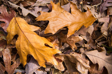 Naklejka na ściany i meble Two Golden Brown Oak Leaves on Leaf Covered Ground