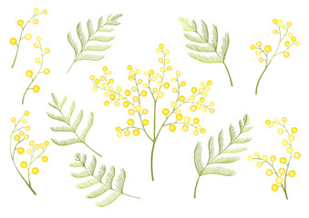 Mimosa flower spring clipart set isolated on white